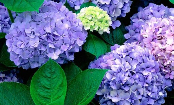 绣球花怎么调色更好看