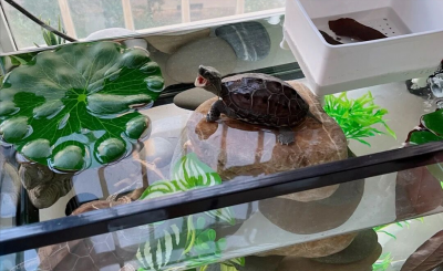 宠物龟的品种有哪些 18种常见的乌龟名字及各自特点