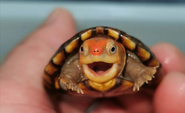 宠物龟的品种有哪些