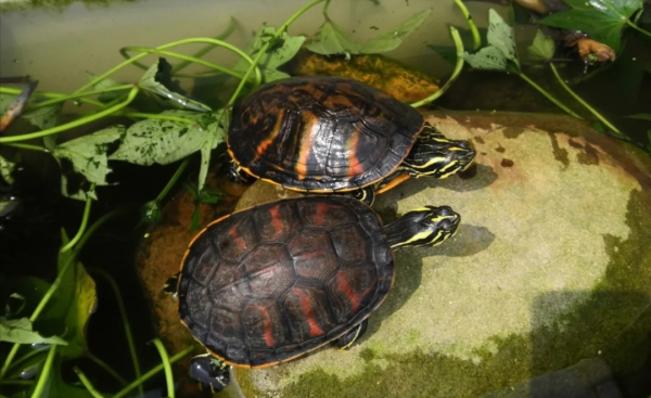 宠物龟的品种有哪些