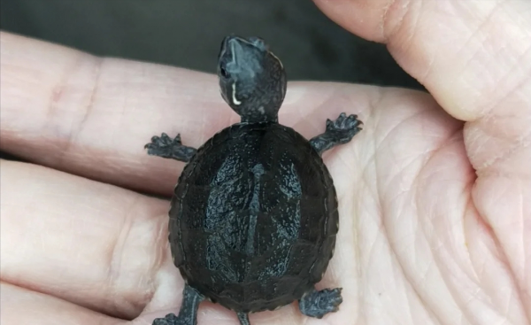 宠物龟的品种有哪些