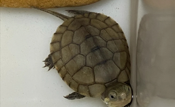 宠物龟的品种有哪些