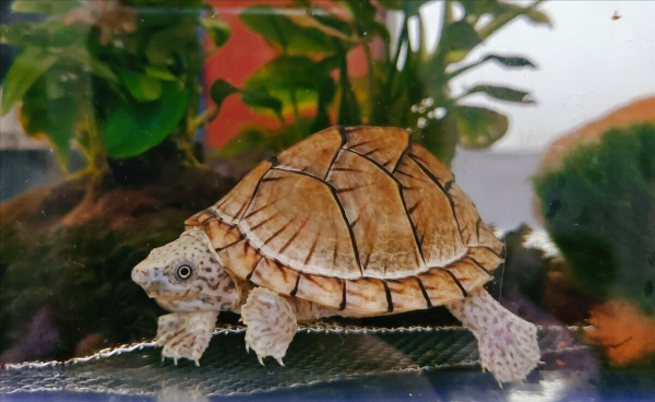 宠物龟的品种有哪些