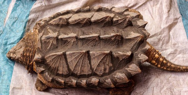 宠物龟的品种有哪些