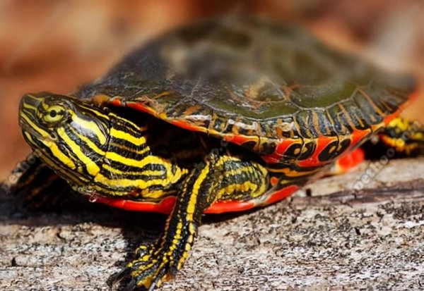 宠物龟的品种有哪些