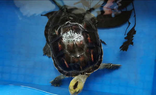 宠物龟的品种有哪些