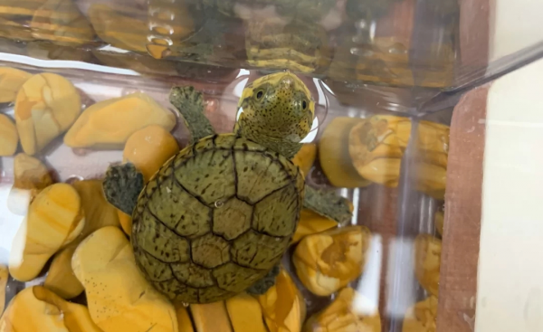宠物龟的品种有哪些