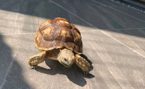 宠物龟的品种有哪些