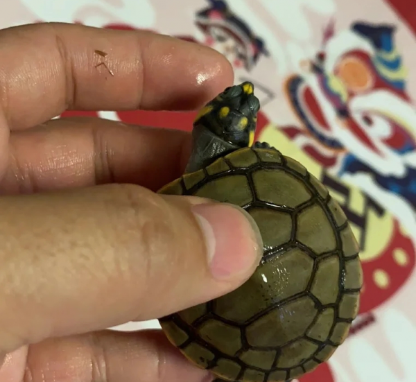 宠物龟的品种有哪些