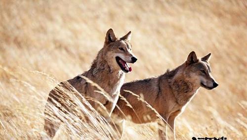 狼图腾作者是哪位作家