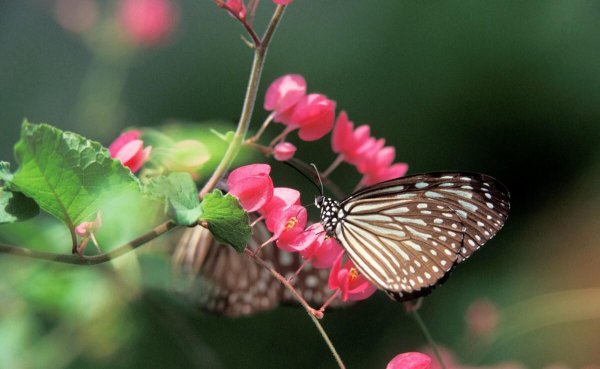 20个著名的心理学定律