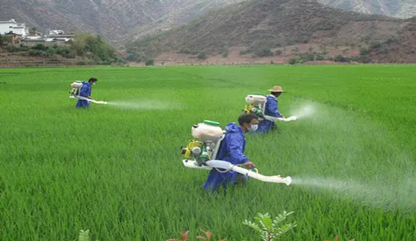 除草剂什么时候打效果最好