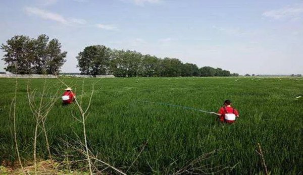 除草剂什么时候打效果最好