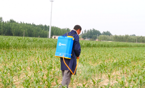 除草剂什么时候打效果最好