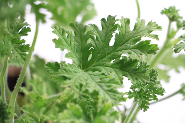 什么植物可以驱蚊虫效果最佳