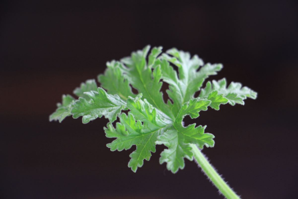 什么植物可以驱蚊虫效果最佳