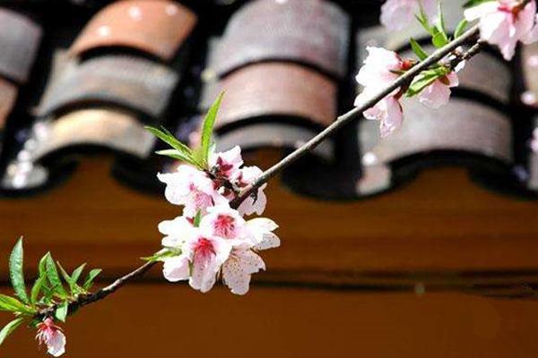 大林寺桃花的全诗意思