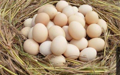 市场上真有人造鸡蛋吗 怎么区分人造鸡蛋和真鸡蛋