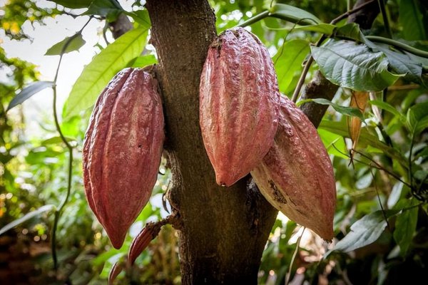 巧克力的寓意和象征