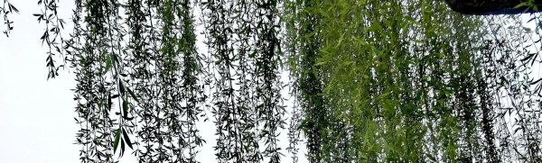 洛邑古城游玩攻略