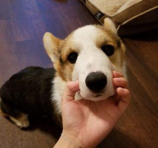 狗狗软便但是成型什么原因 狗狗拉成型的软便正常吗