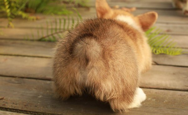 狗狗软便但是成型什么原因