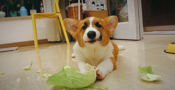 狗狗软便但是成型什么原因