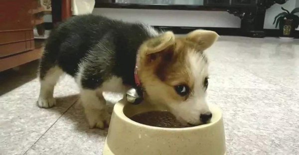 狗狗软便但是成型什么原因