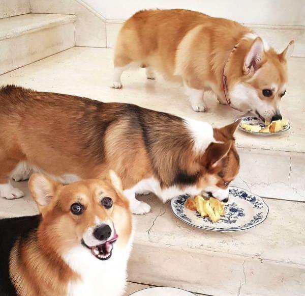 狗狗软便但是成型什么原因