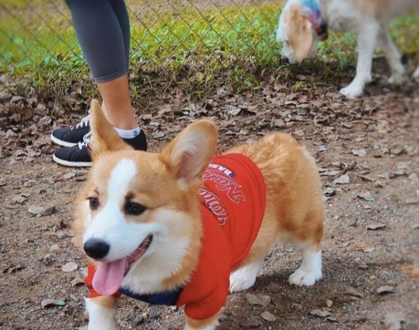 狗狗软便但是成型什么原因