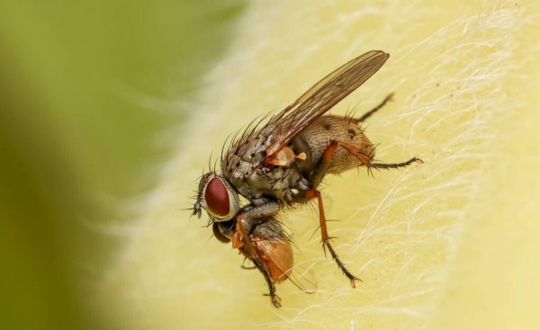 杀苍蝇最好的方法推荐