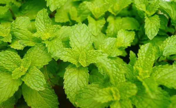 杀苍蝇最好的方法推荐