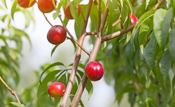 桃的品种有哪些