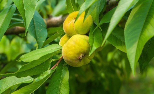 桃的品种有哪些