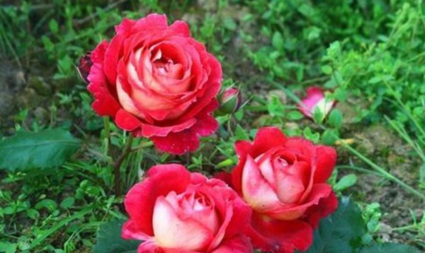 10个最香的月季品种