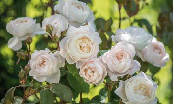 10个最香的月季品种