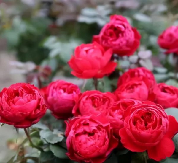 10个最香的月季品种