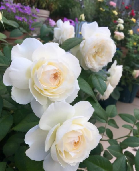 10个最香的月季品种