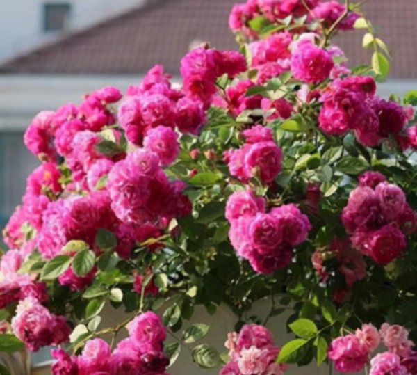 10个最香的月季品种