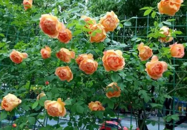 10个最香的月季品种