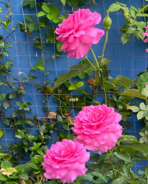 10个最香的月季品种