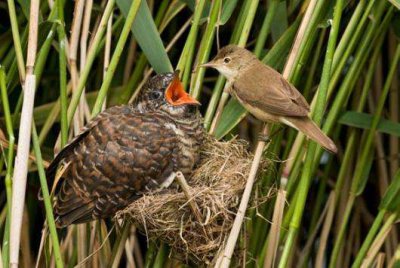 鸠占鹊巢是什么意思 浅谈鸠占鹊巢背后的美好含义