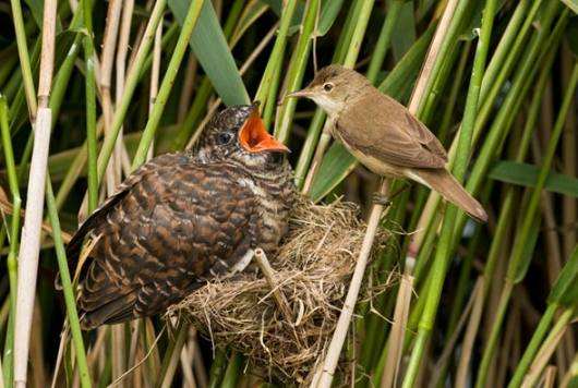 鸠占鹊巢是什么意思