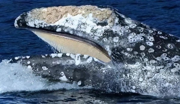 藤壶为什么长在鲸鱼身上