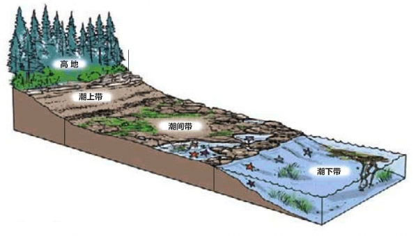 藤壶为什么长在鲸鱼身上