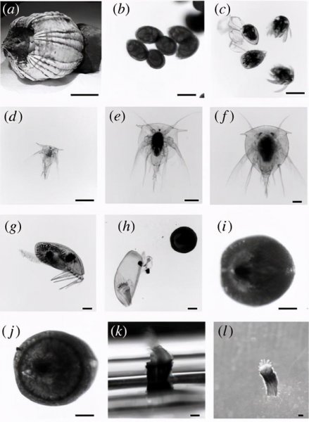 藤壶为什么长在鲸鱼身上