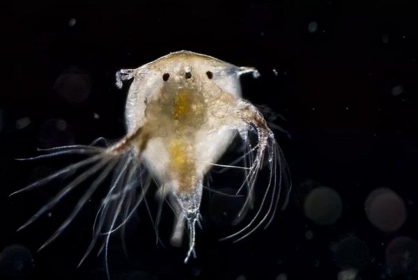 藤壶为什么长在鲸鱼身上