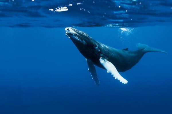 藤壶为什么长在鲸鱼身上