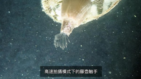 藤壶为什么长在鲸鱼身上