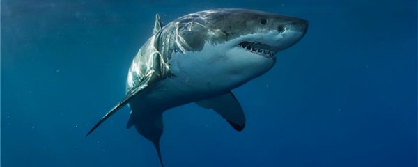 藤壶为什么长在鲸鱼身上